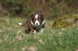 BORDER COLLIE 807